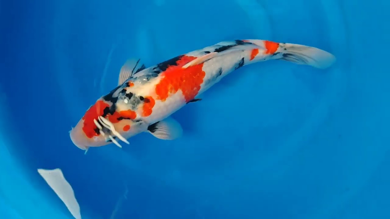Showa​ Sakamaki​ Nisai​ Unknown​/The​Exclusive​Koi​Farm​