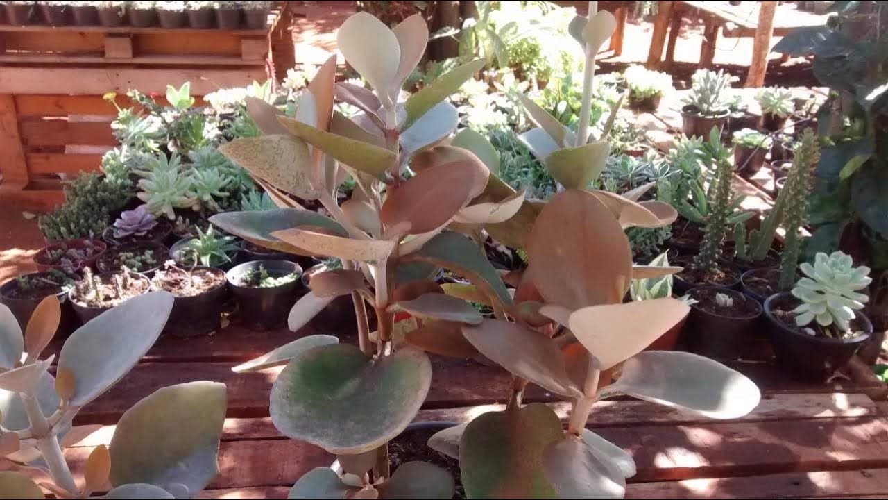 Como fazemos mudas da colher de cobre