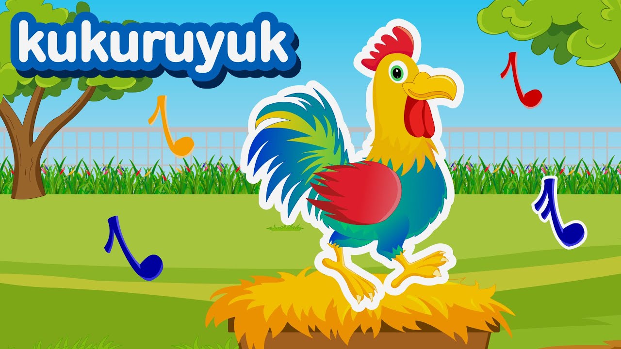 Kuku Kukuruyuk - Lagu Ayam Jantan - Lagu Anak Indonesia Populer