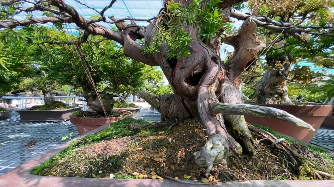 Bonsai Plaza nursery walk (part 2)