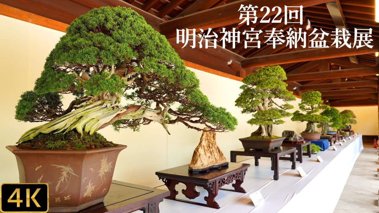 【Bonsai】第22回 明治神宮奉納盆栽展🪴
