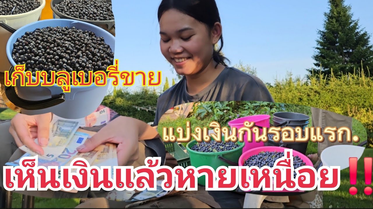 เงินจากป่าฟินแลนด์🇫🇮#คนไทยในต่างแดน 