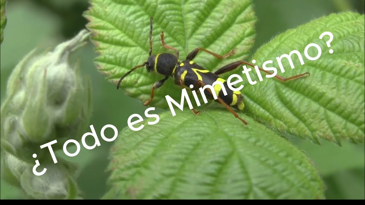 Mimetismo Batesiano y Mulleriano en la Naturaleza🐍🐸🦋 #biologia #mimetismo