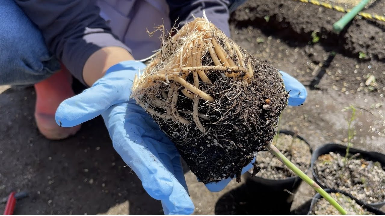 アスパラガスの育て方・最も手軽にできる苗の作り方と植付けのコツ　21/3/30