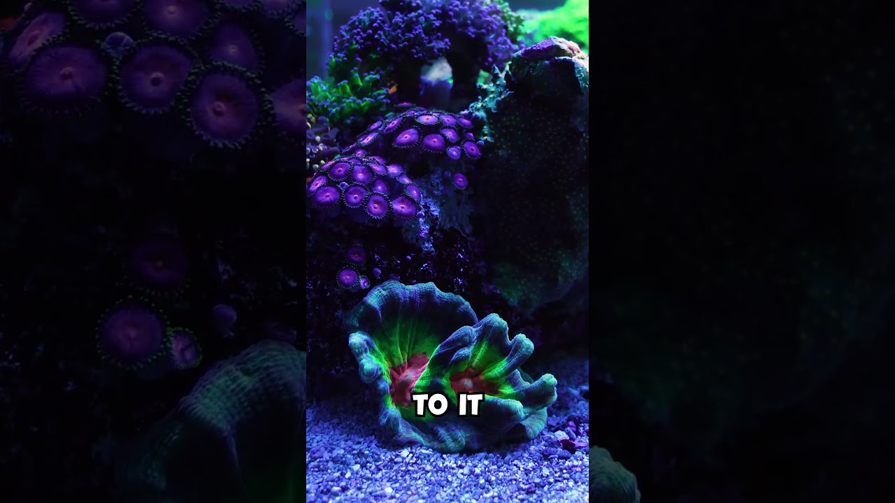 One of our HUGE Coral Farming Systems!! #aquarium #reef #shorts