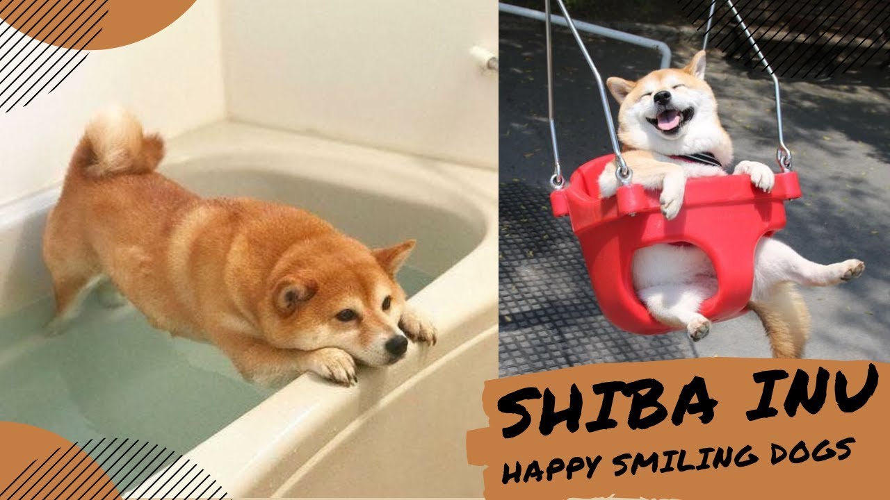 Tiktok| SHIBA INU So Adorable Smiling Dogs