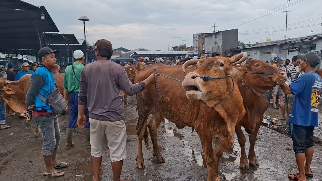 DIGUYUR HUJAN DERAS‼️UPDATE HARGA SAPI MUSIM HUJAN MENJELANG PUASA || PASAR SAPI GUYANGAN NGANJUK |