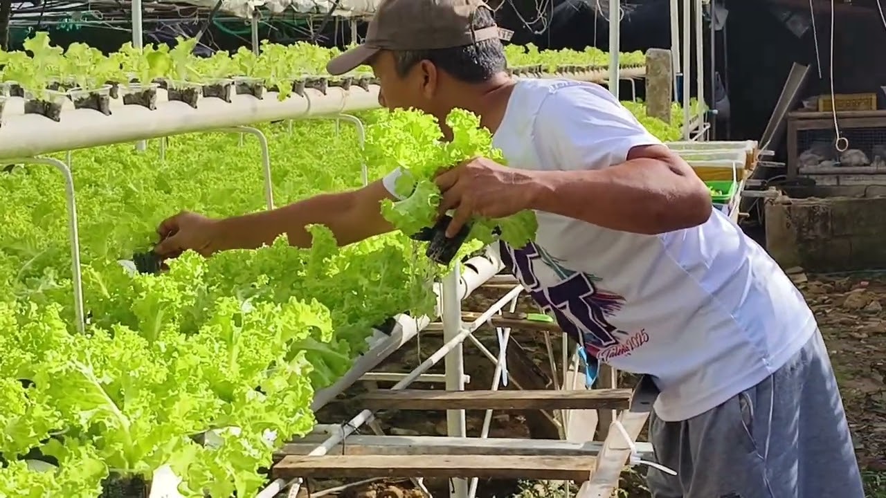When Farming Becomes My Hobby..Nakapag Exercise na! Nakapagtanim pa!!!