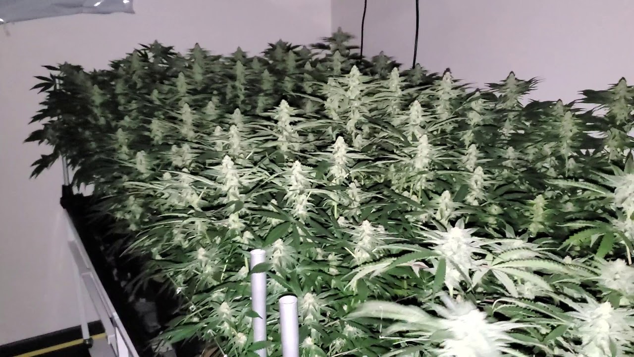 Night time bud porn