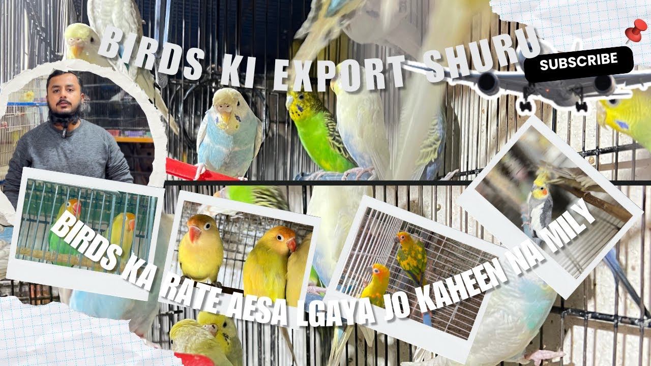 Birds py behtreen offer lga di aesa rate jo kaheen na mily breeding season m rates k dhamaky