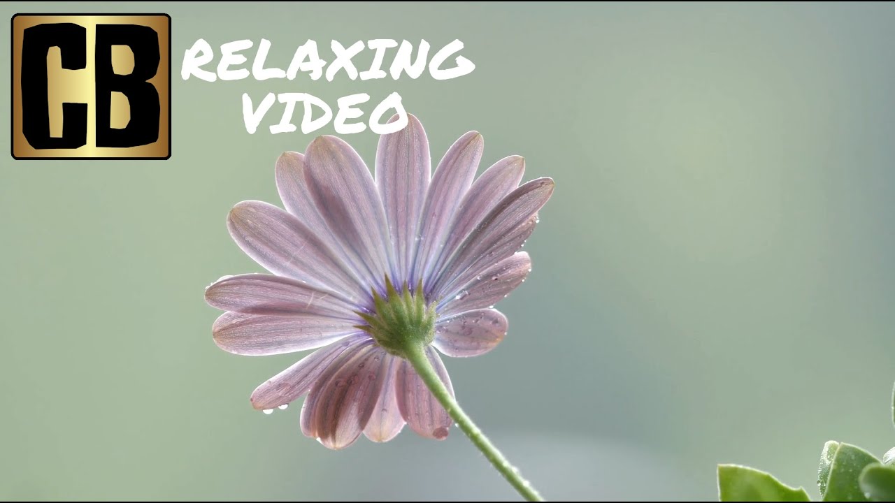 Sleep, Focus, Study, Relaxing screensaver-😴Sleep Peacefully- Flower petal, rainy weather, birds▮N149