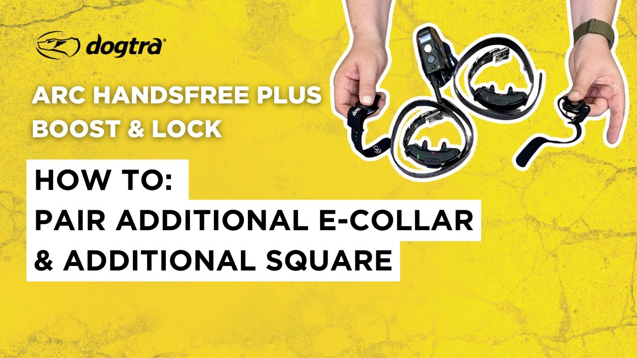 Дополнительный электронный ошейник и квадрат | DOGTRA ARC HANDSFREE PLUS (версия Boost & Lock)