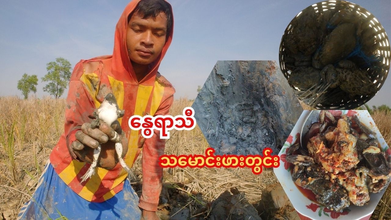 နွေပေါက်ချိန်ဆိုရင် သမောင်းဖားတွင်းတူးရတာလဲ ပျော်ဖို့ကောင်းပဗျာ