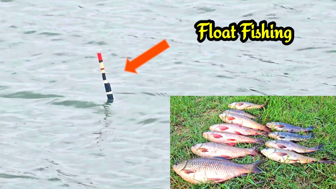 Single Hook Fishing with Float || Big Rohu Fishes Catching || River Fishing Bait