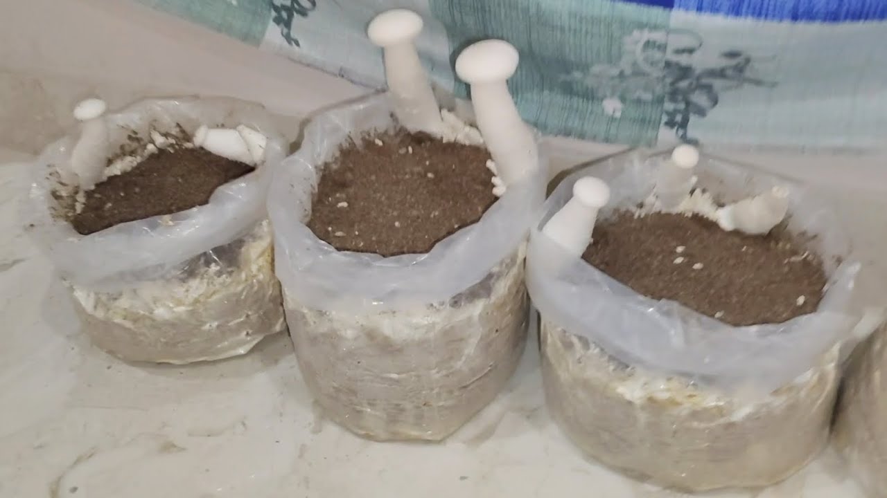 koon krishi 5