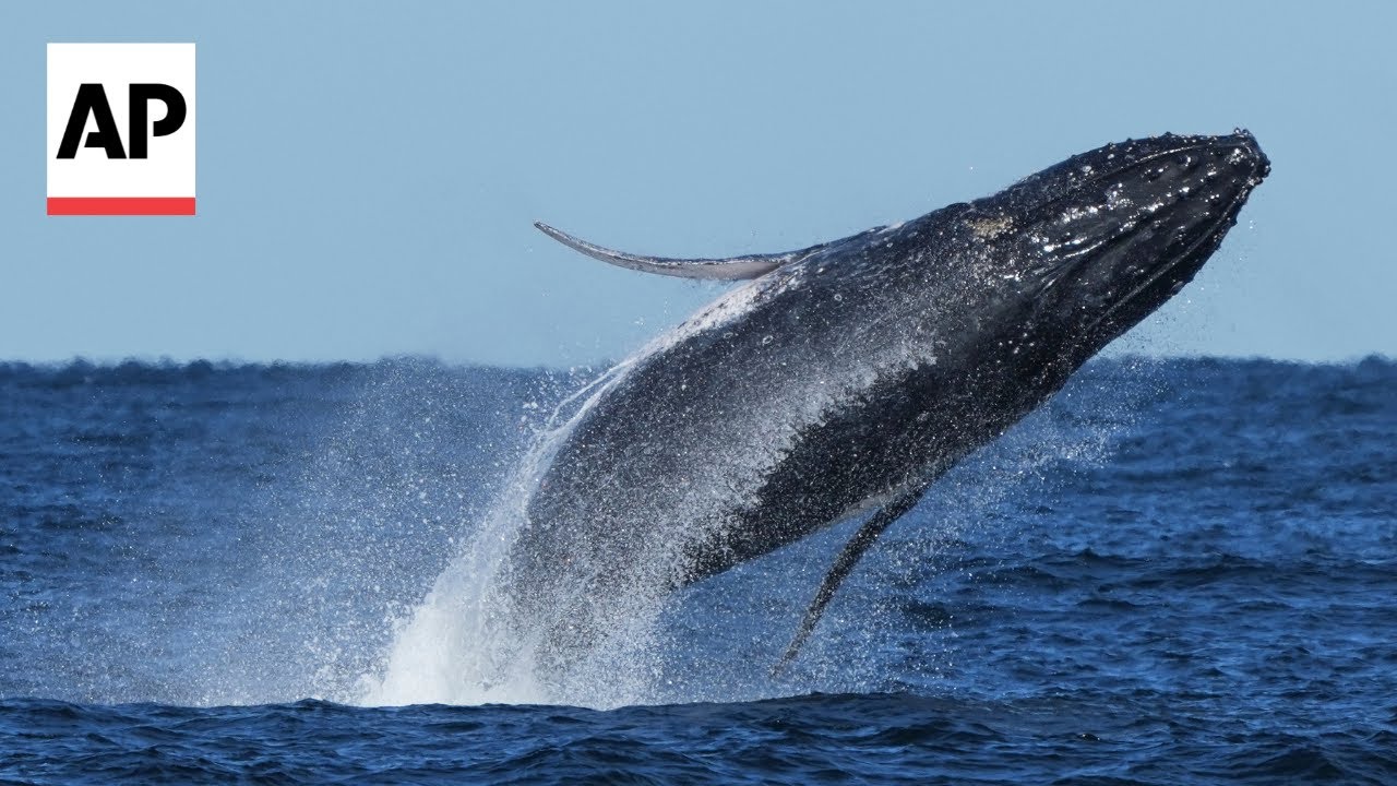 Commuter traffic stops for whales on Australia's humpback highway