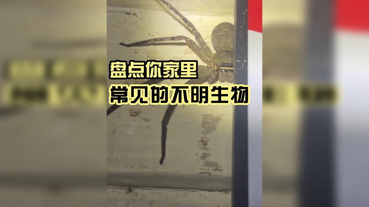 被臭虫咬是什么体验？盘点你家里常见的不明生物！