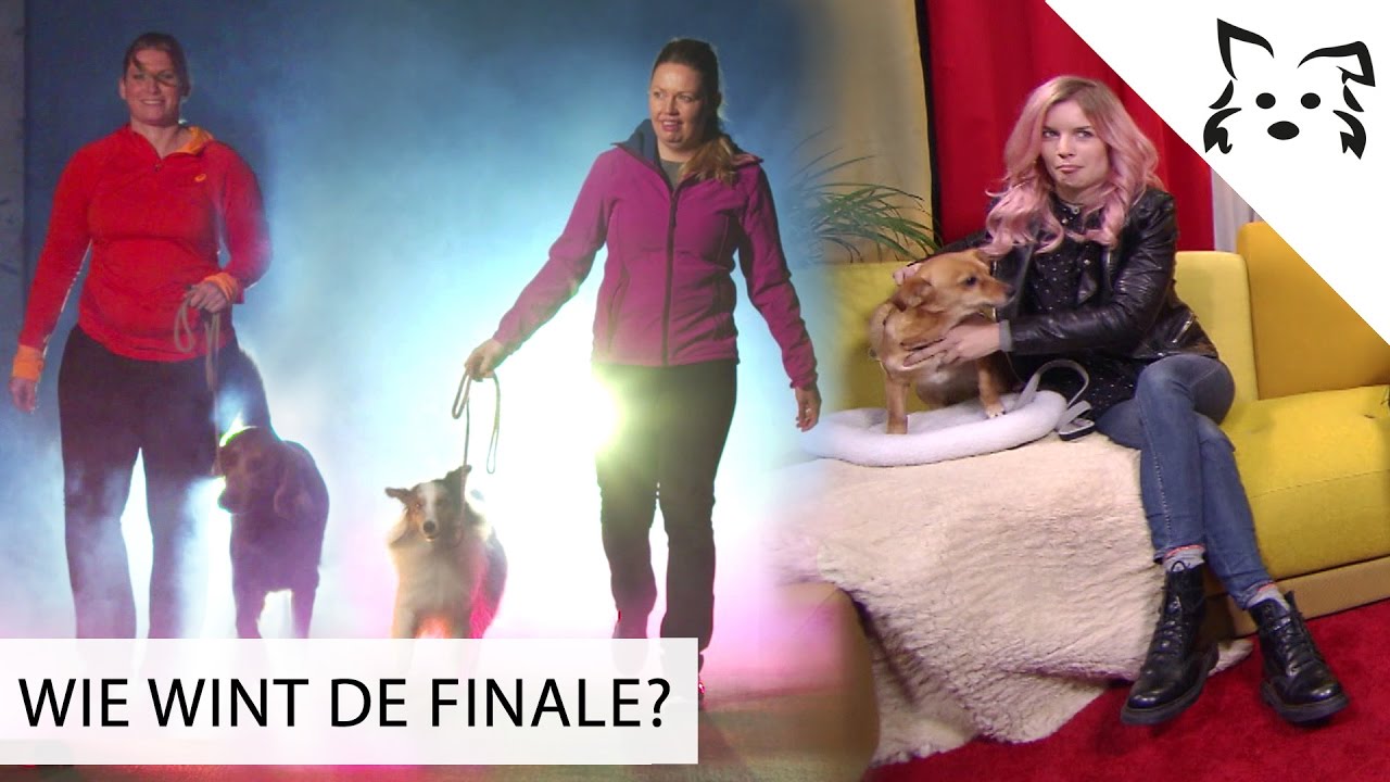 EPISCHE finale: welke hond gaat er met de BUIT vandoor? - #4 FIKKIE TV AGILITY