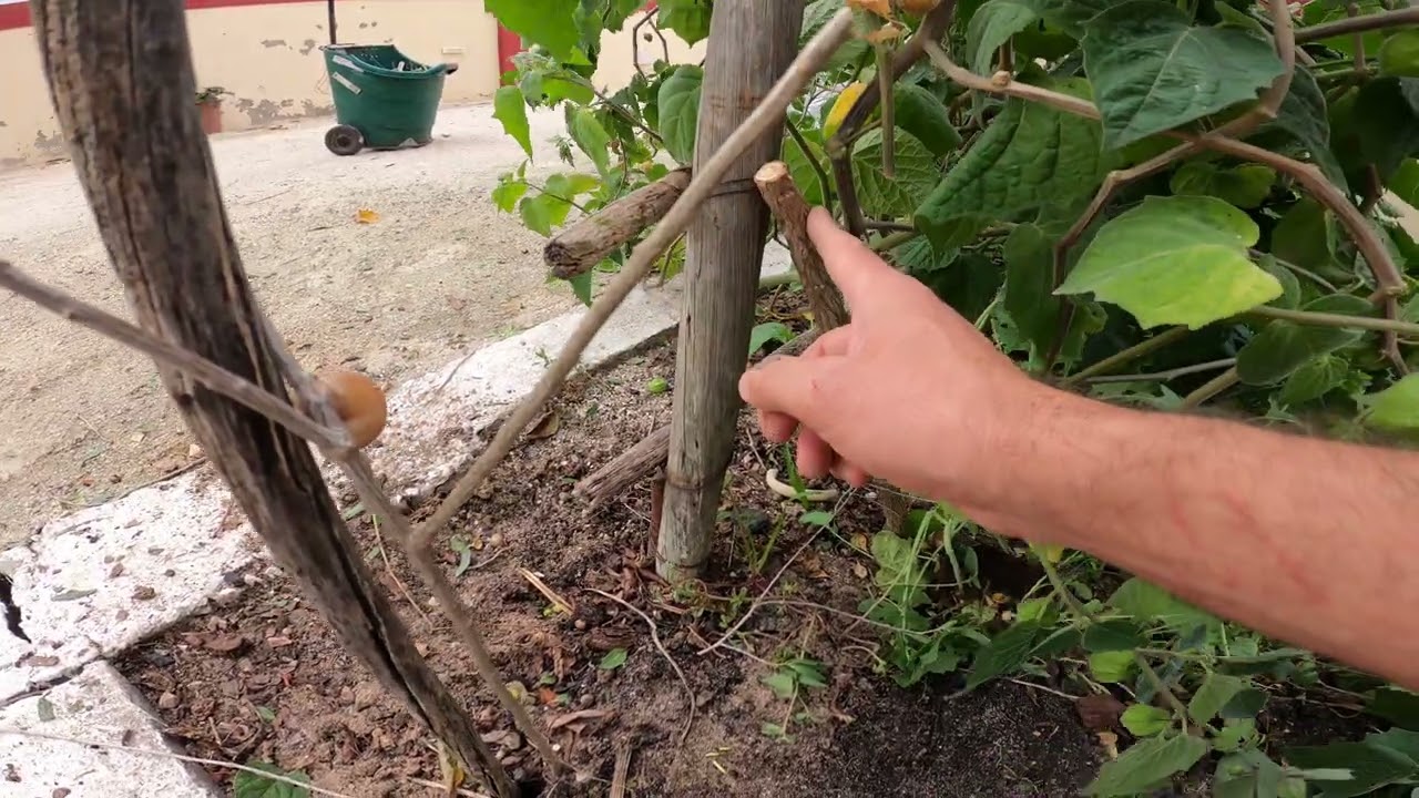 Podei todas as GOJIS em forma de árvore