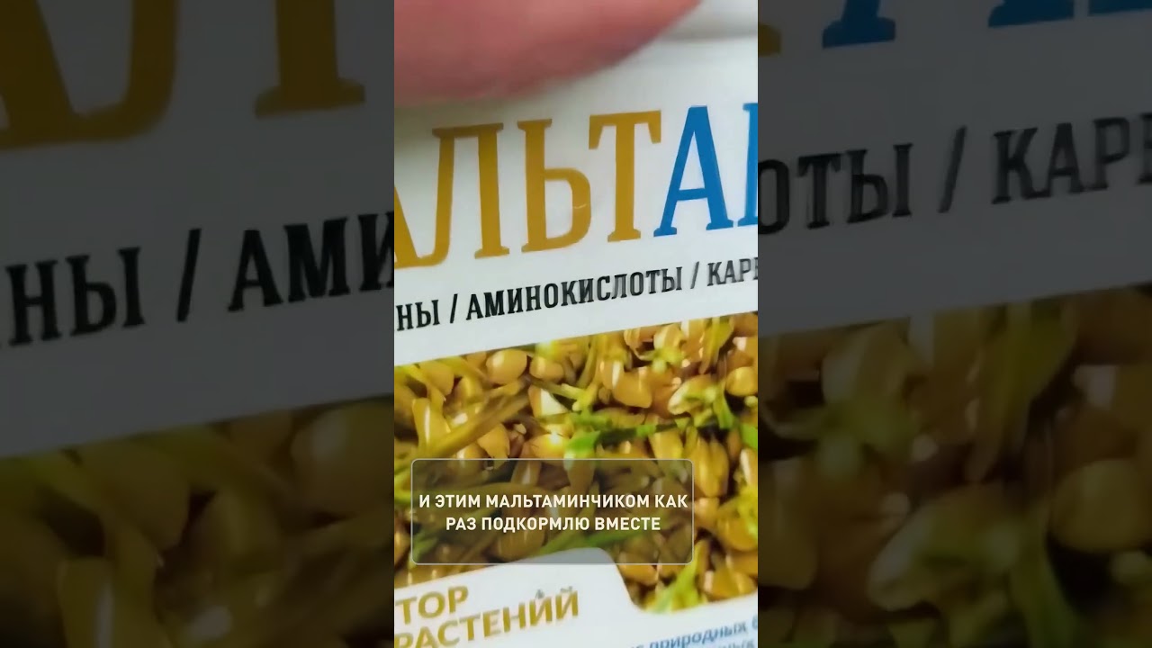 🌿✨ОТ ЭТОГО КУХОННОГО ПОРОШКА вся рассада ИЗУМРУДНАЯ и ЖИРНАЯ!