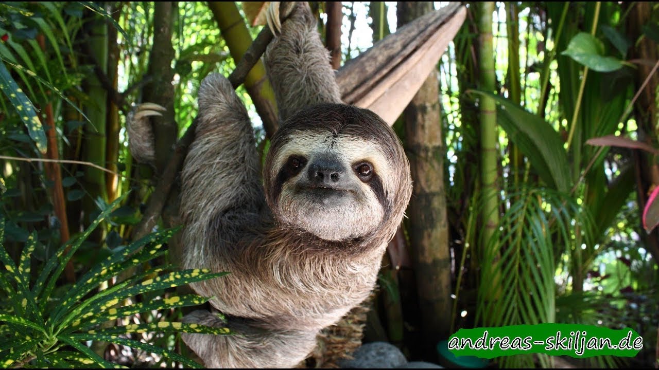 Costa Rica wildlife