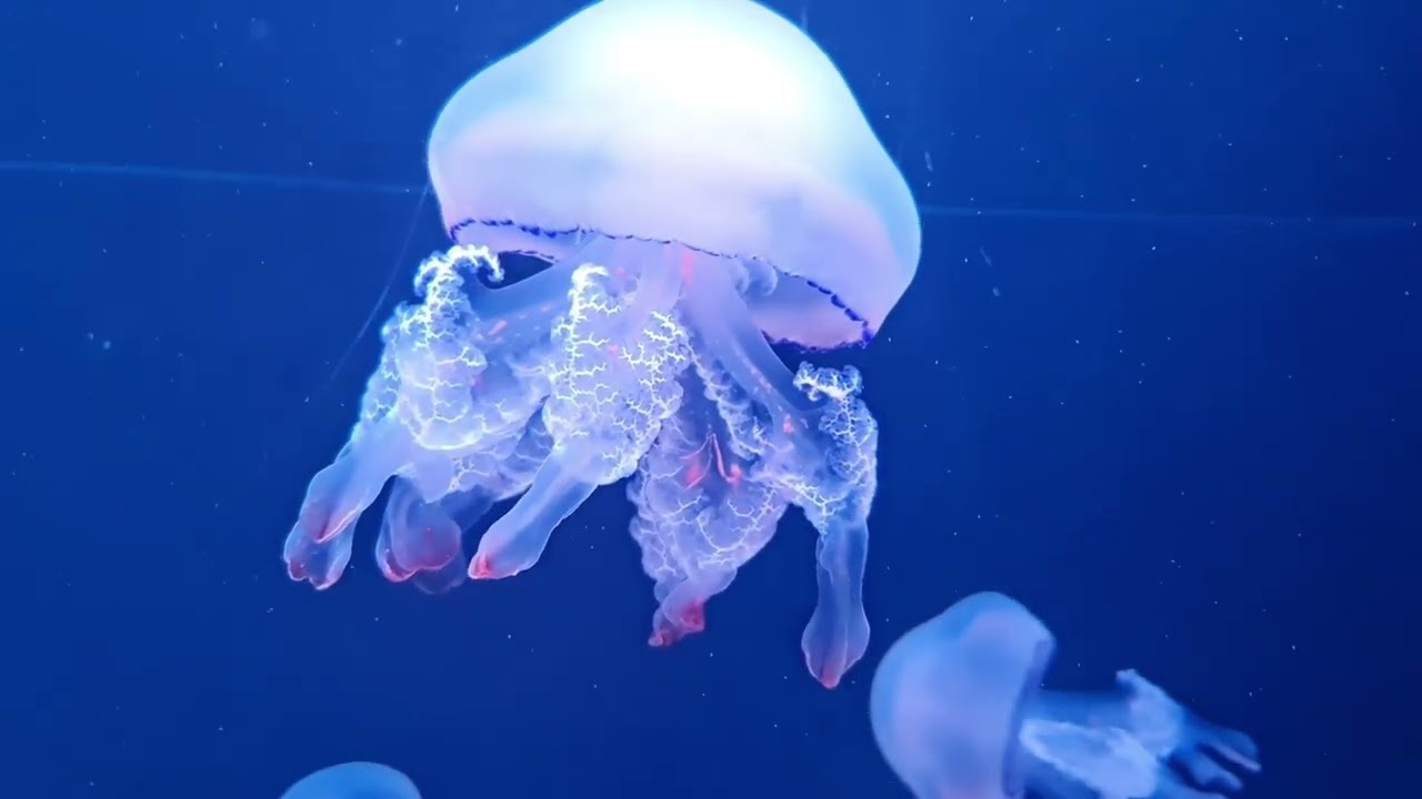 Timeless Frames | Deep Underwater Relaxation | Calm Ocean Ambience & Soothing Music | 1 Hour