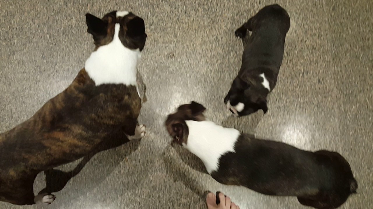 Four Minutes in the life of a 9 week old Boston Terrier puppy