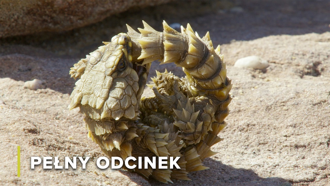 Zimnokrwiści Kr&oacute;lowie: Gady, Węże i Jaszczurki | Szpony i szczęki Afryki 104
