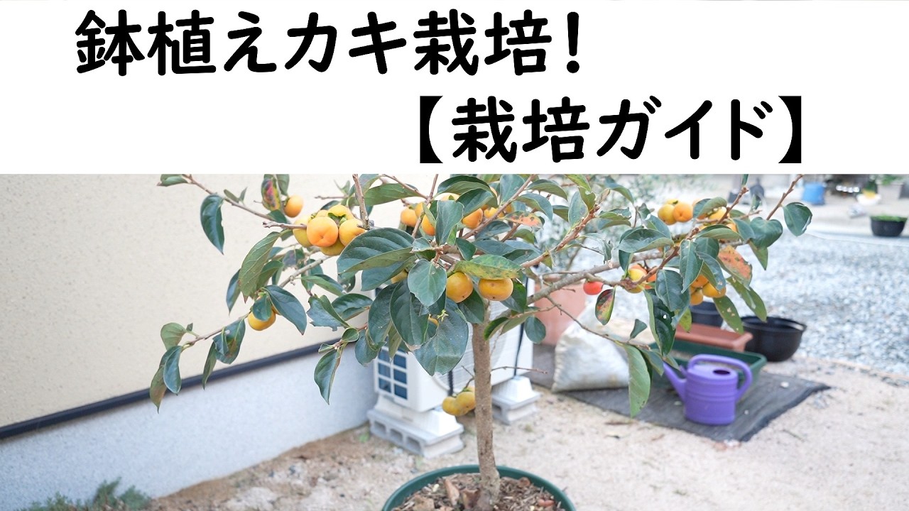 鉢植えカキ栽培　【栽培ガイド】