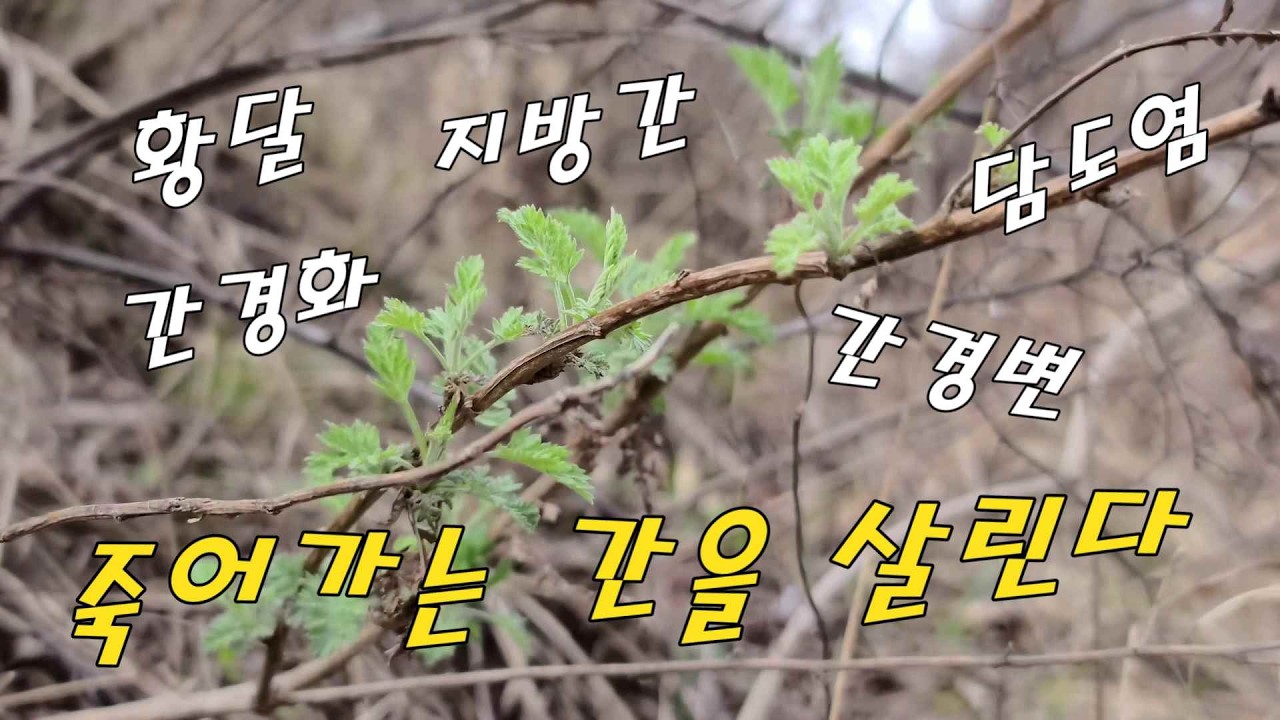 나무에 달려 있는 우루사! 죽어가는 간 세포를 살린다.