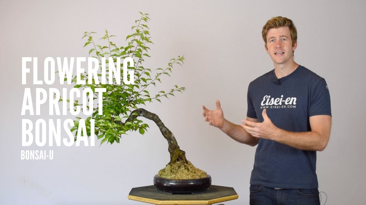 Бонсай из цветущего абрикоса с листопадным листом | Bonsai-U