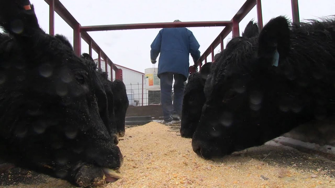 I Am Angus: Jay Coble, BJ Angus, Rhodes, Iowa