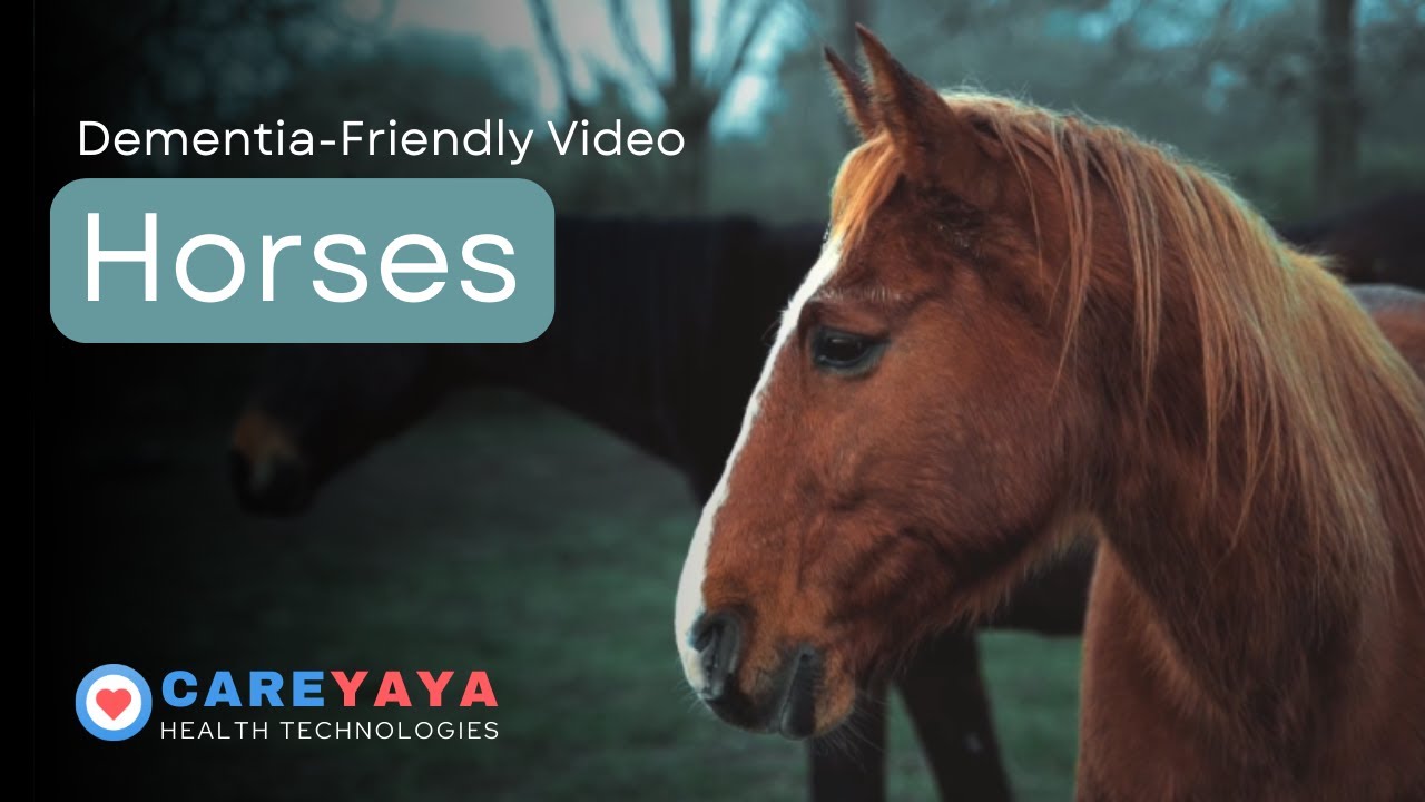 Video for Dementia Patients - Horses