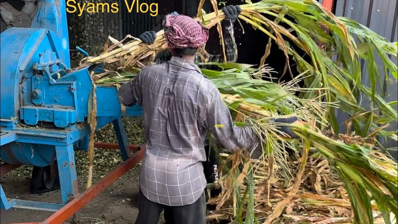 കിലോ വെറും ഏഴു രൂപയ്ക്കു കാലിത്തീറ്റ കേരളത്തിൽ എവിടെയും എത്തിക്കുന്നു Silage manufacturing kerala