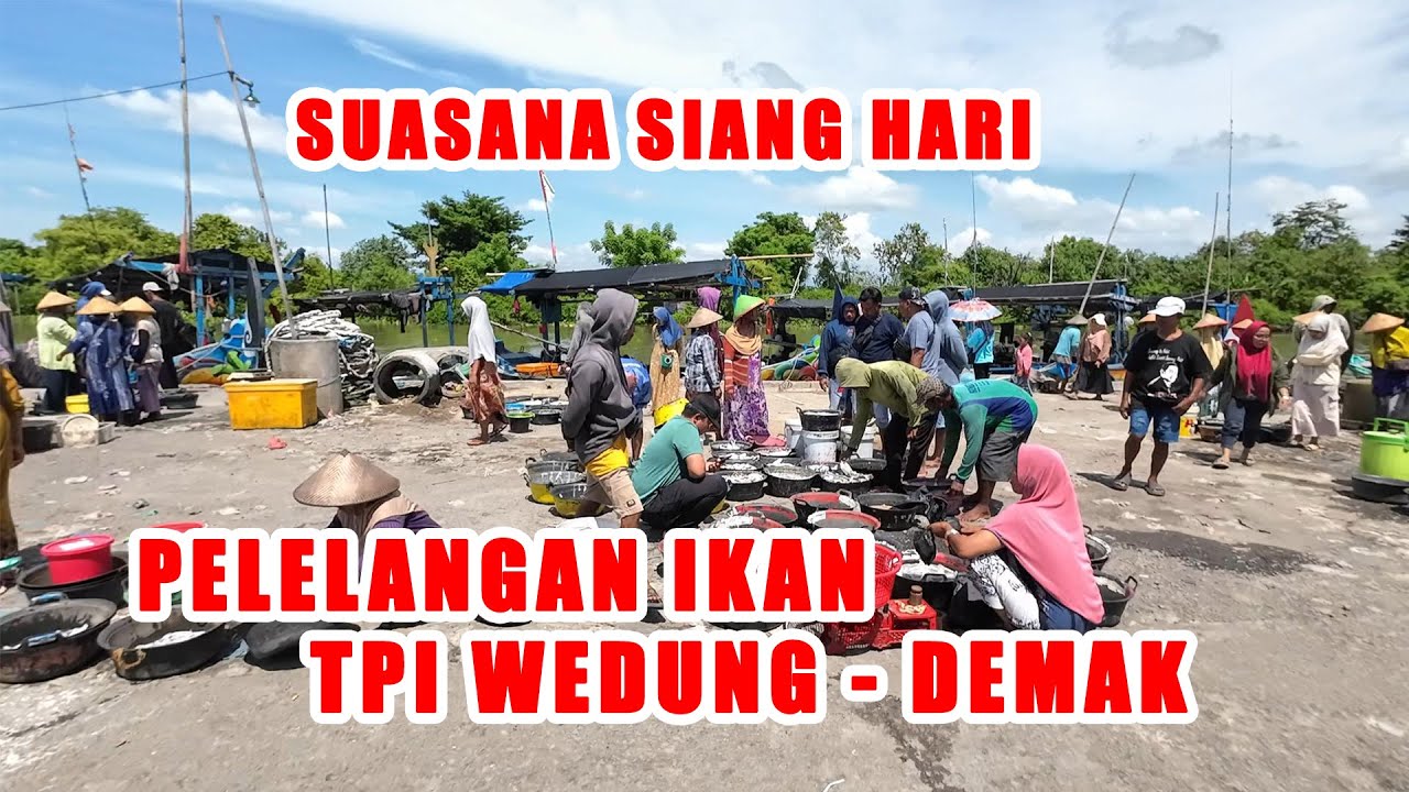FRESH FROM LAUT LANGSUNG DARI NELAYAN TPI WEDUNG DEMAK || IKAN LAUT SEGAR MURAH