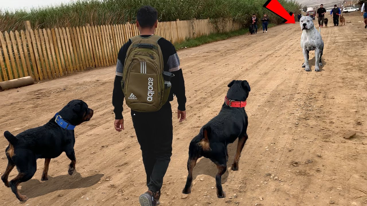 DOGO ARGENTINO enorme de 73cm se encuentra con Rottweiler, Dóberman, cane corso entre otros
