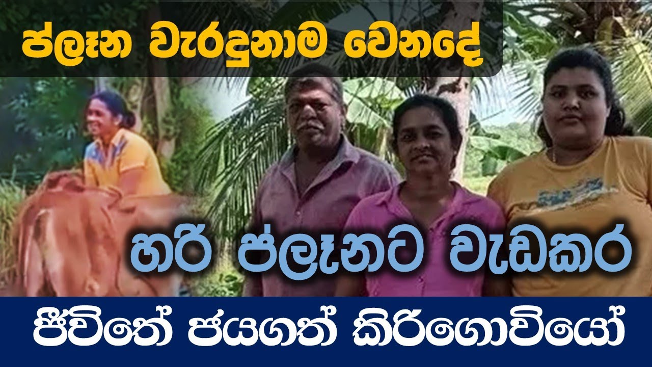 ජිවිතේ දිනන කිරි ගොවියෝ #රැකියා #ගවපාලනය #job Jivithe dinana kiri goviyo