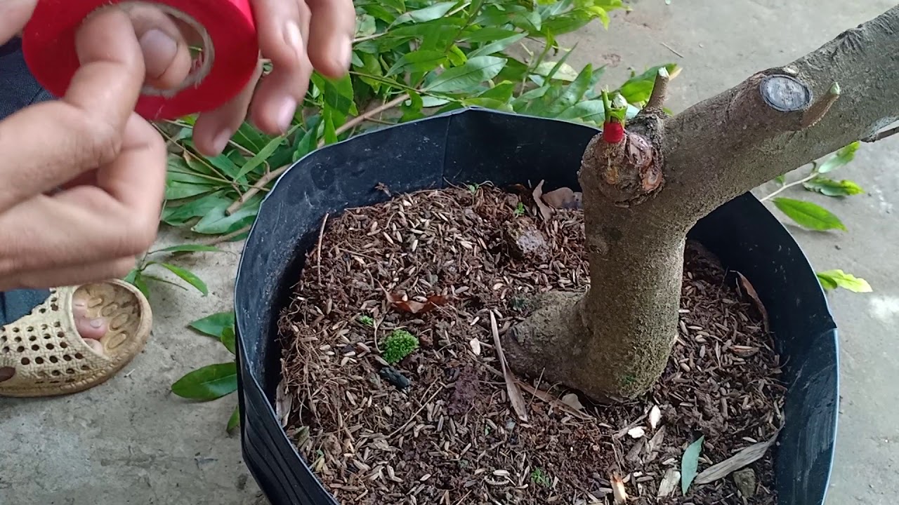 Hướng dẫn cách ghép mai đơn giản.