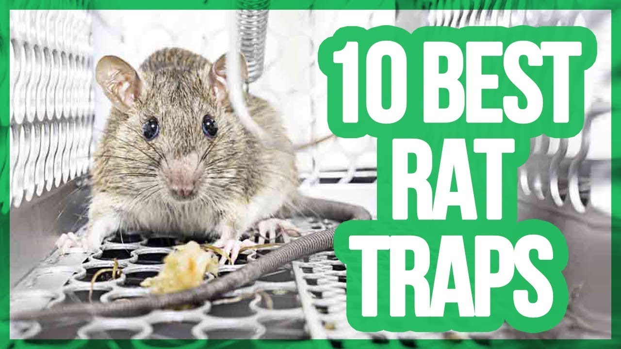 Top 10 Best Mouse Trap / Rat Trap