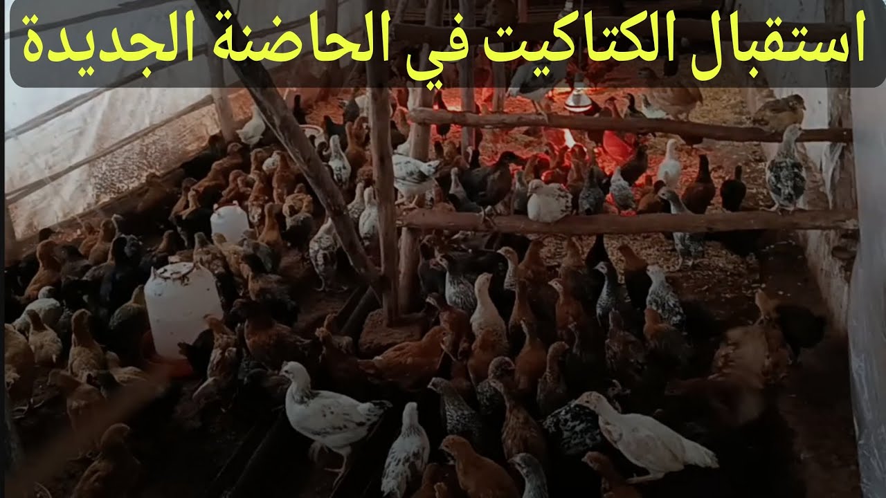 استقبال الكتاكيت في الحضانة الجديده بالطريقة الصحيحة التهوية والنظافة
