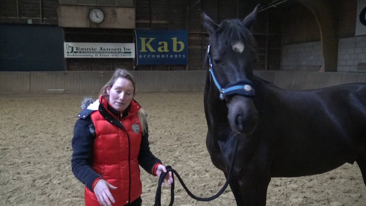 Leerprincipes paard