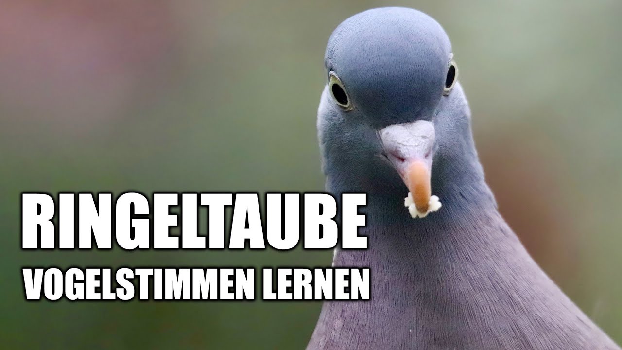 Ringeltaube - Vogelstimmen lernen