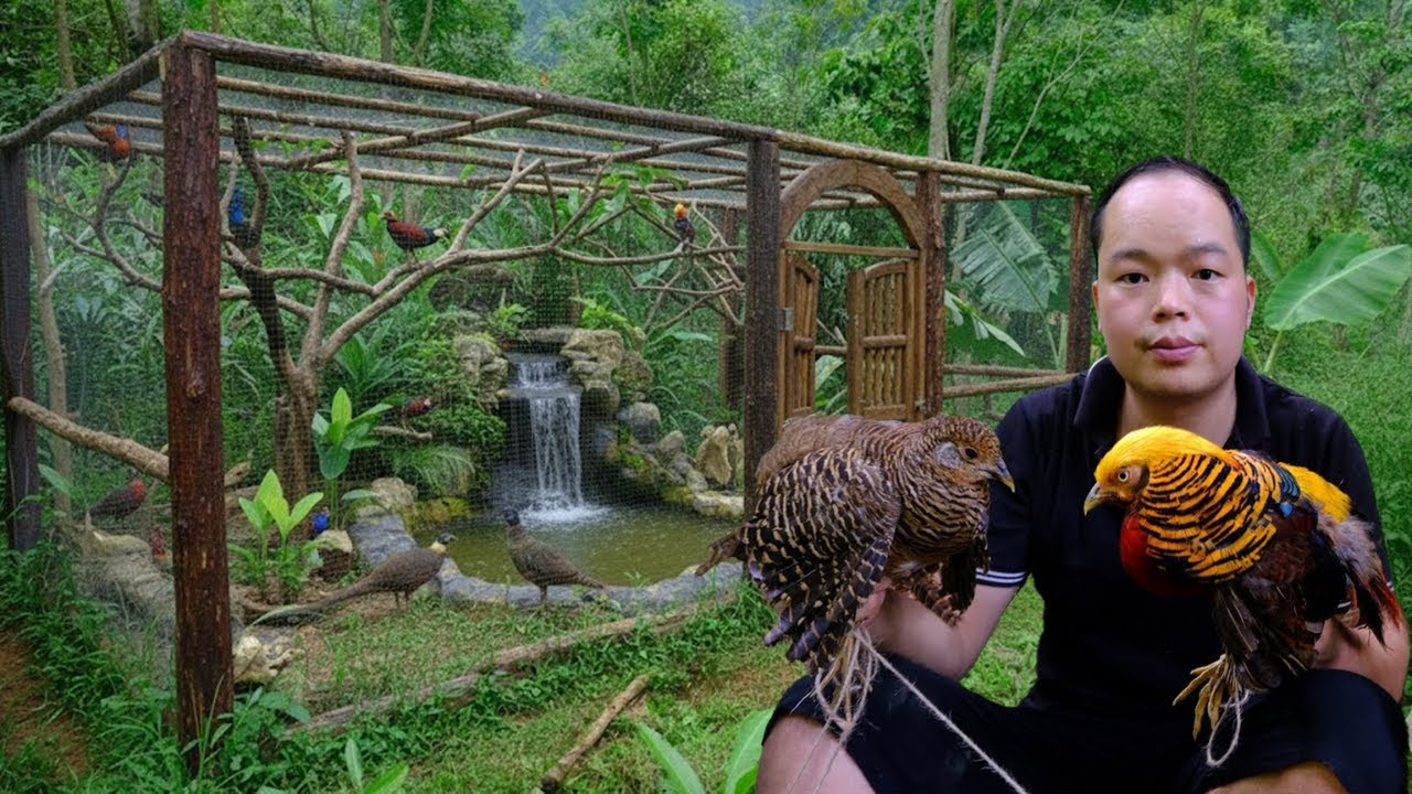 Step-by-Step Building an Exotic Aviary for Phoenix Birds, Colorful Pheasants & Wild Chickens