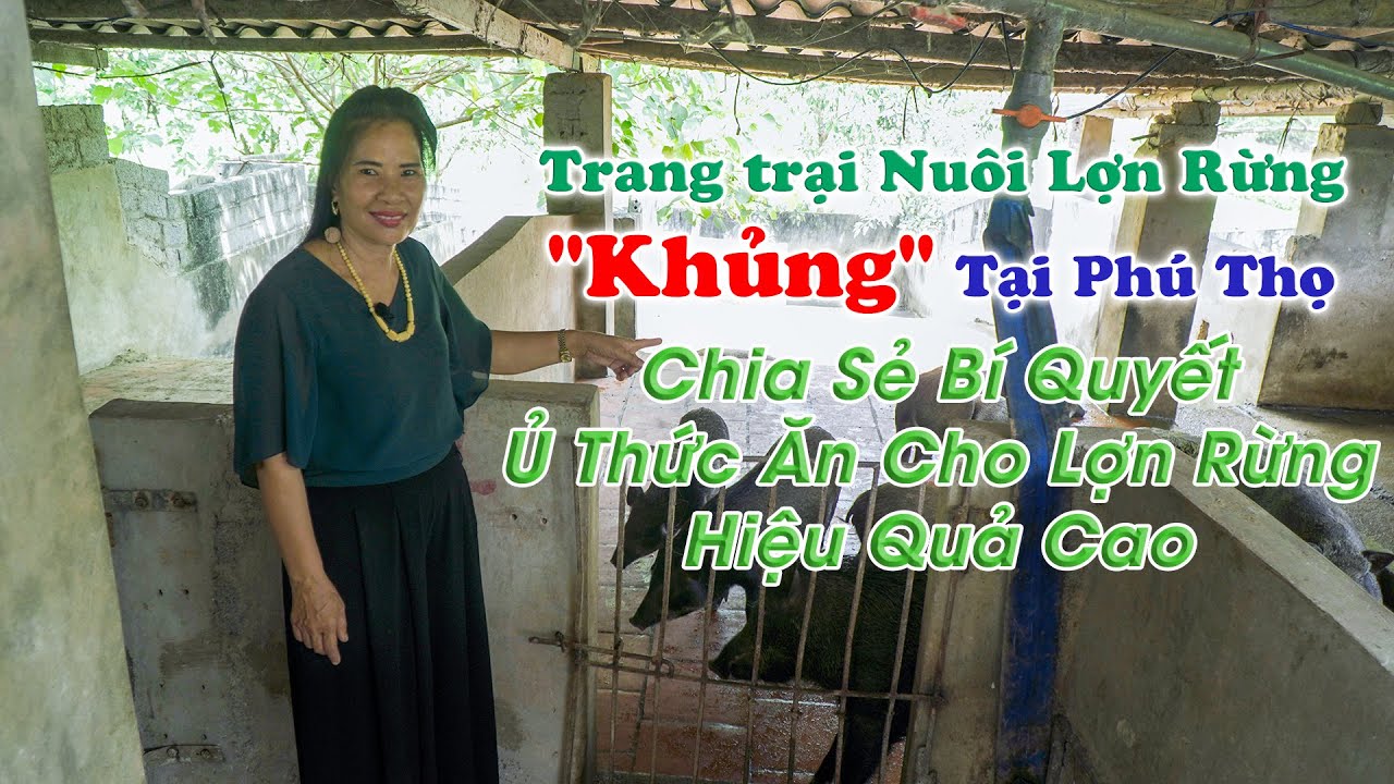 Bí kíp ủ chua thức ăn cho lợn rừng lớn nhanh, thịt thơm ngon || Kỹ thuật nuôi lợn rừng thu lãi cao