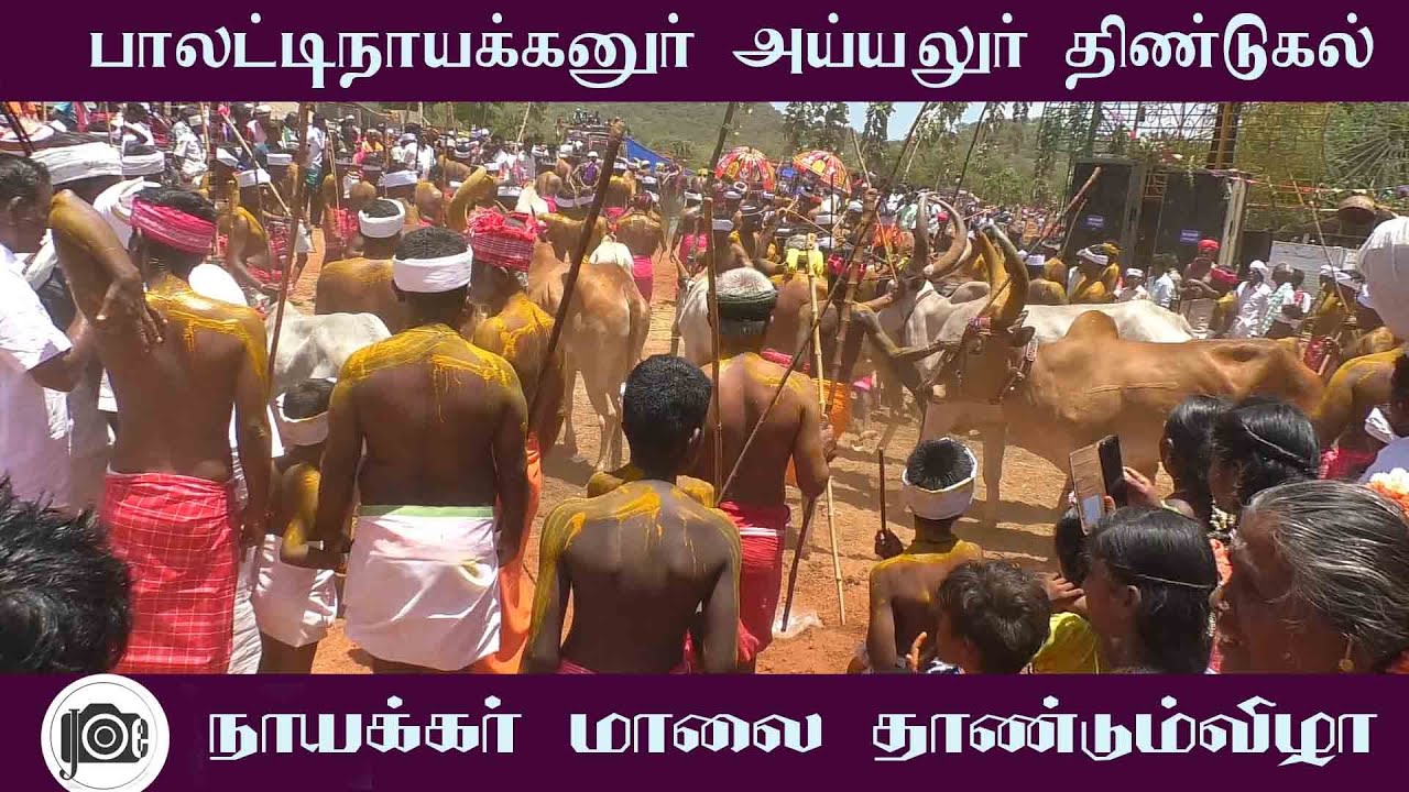 மாடுகள் மாலை தாண்டும் விழா | பாலட்டிநாயக்கனூர் நாயக்கர் மந்தை  | அய்யலூர்  திண்டுக்கல்