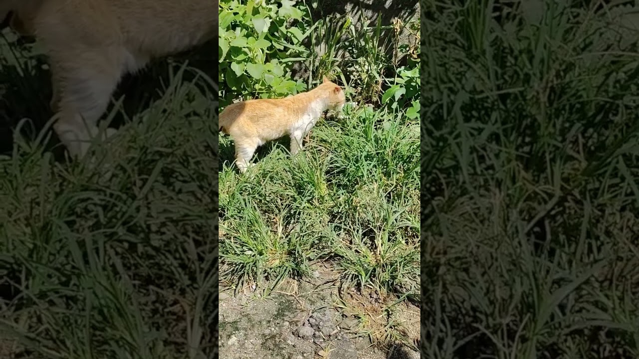 Mhinggay boi eating paragis grass herbal meds for 