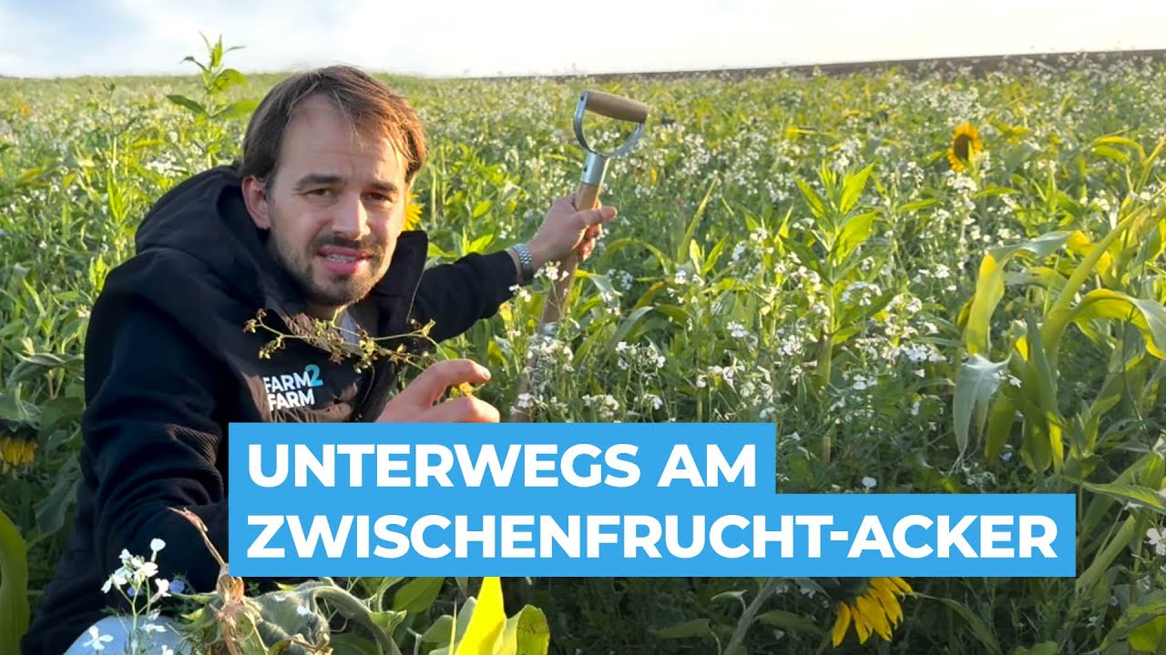 Unterwegs am Acker auf der Zwischenfrucht
