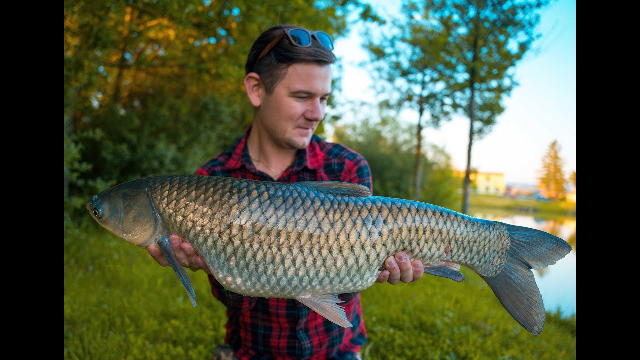 [MM Fishing] - Lov amura z hladiny