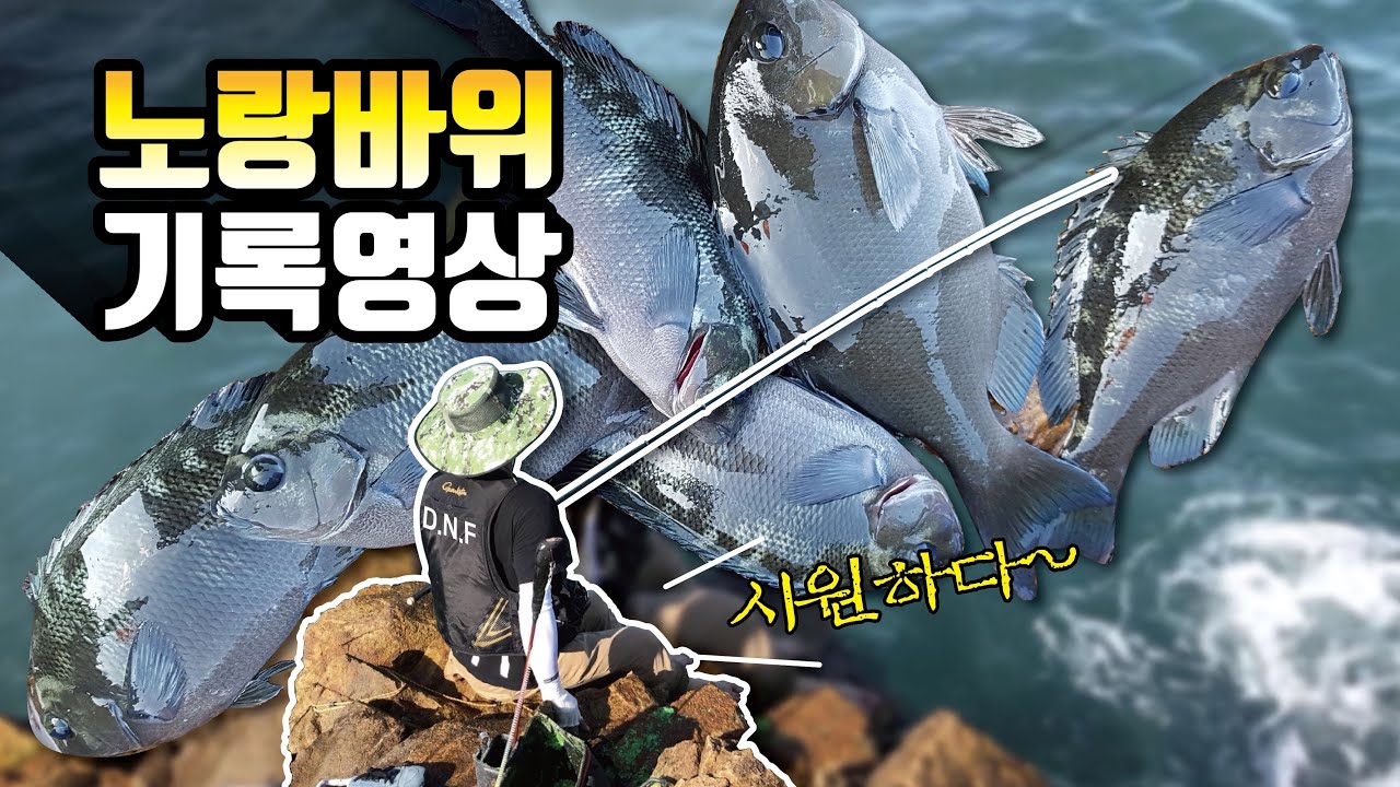 2019.09.18 주전(노랑바위) 벵에돔 기록영상