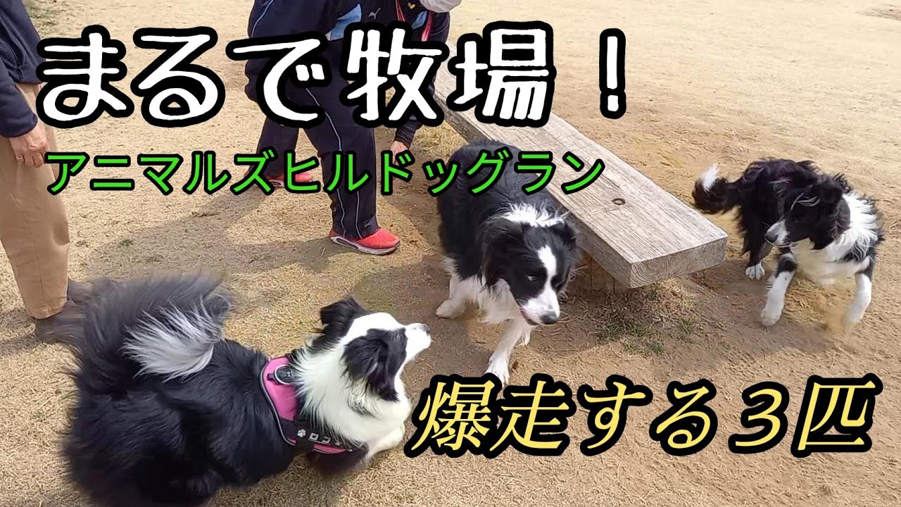 爆走する3匹のボーダーコリー　まるで牧場！アニマルズヒルドッグラン